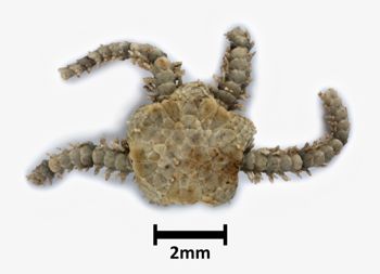Media type: image;   Invertebrate Zoology OPH-3730 Description: Top down view of single ophiuroid specimen with a scale bar.;  Aspect: dorsal